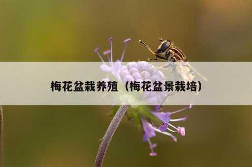 梅花盆栽养殖？梅花盆景栽培