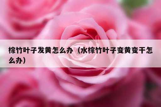 棕竹叶子发黄怎么办？水棕竹叶子变黄变干怎么办_https://www.86362.com_资讯_第1张