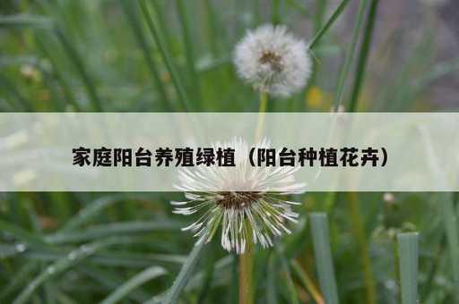 家庭阳台养殖绿植？阳台种植花卉_https://www.86362.com_资讯_第1张