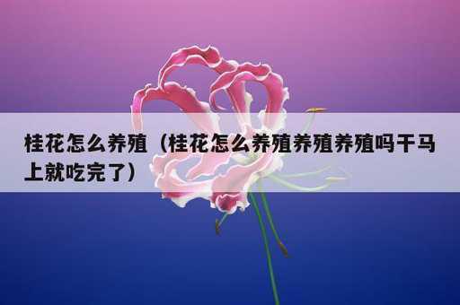 桂花怎么养殖？桂花怎么养殖养殖养殖吗干马上就吃完了