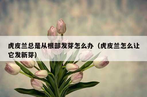 虎皮兰总是从根部发芽怎么办？虎皮兰怎么让它发新芽_https://www.86362.com_资讯_第1张