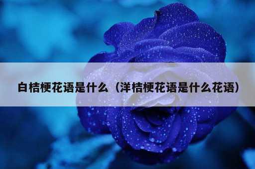 白桔梗花语是什么？洋桔梗花语是什么花语