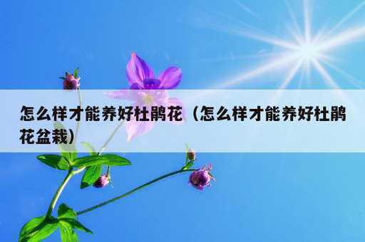 怎么样才能养好杜鹃花？怎么样才能养好杜鹃花盆栽_https://www.86362.com_资讯_第1张