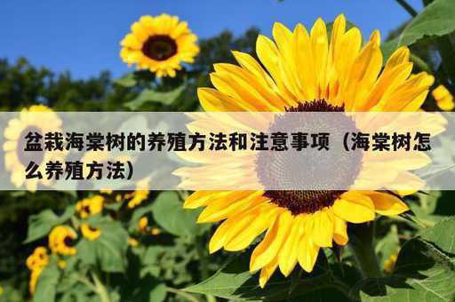 盆栽海棠树的养殖方法和注意事项？海棠树怎么养殖方法_https://www.86362.com_资讯_第1张