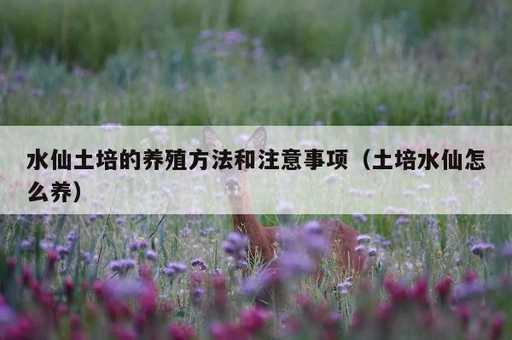 水仙土培的养殖方法和注意事项？土培水仙怎么养_https://www.86362.com_资讯_第1张