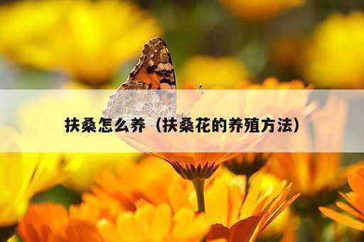 扶桑怎么养？扶桑花的养殖方法_https://www.86362.com_资讯_第1张