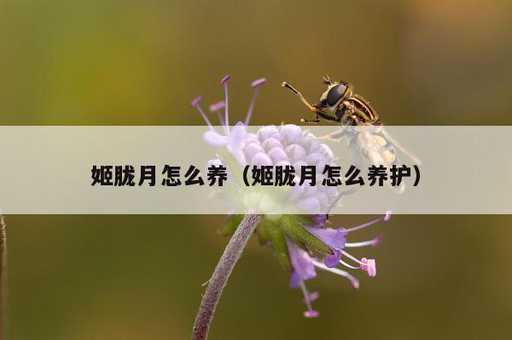 姬胧月怎么养？姬胧月怎么养护_https://www.86362.com_资讯_第1张