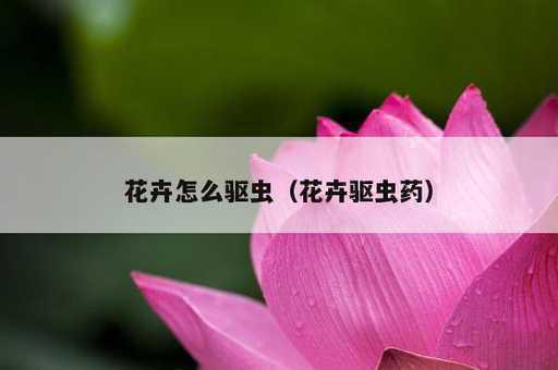 花卉怎么驱虫？花卉驱虫药_https://www.86362.com_资讯_第1张