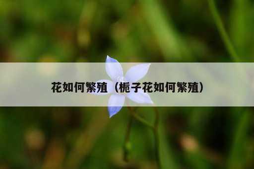 花如何繁殖？栀子花如何繁殖_https://www.86362.com_资讯_第1张