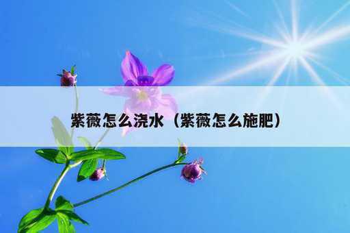 紫薇怎么浇水？紫薇怎么施肥_https://www.86362.com_资讯_第1张