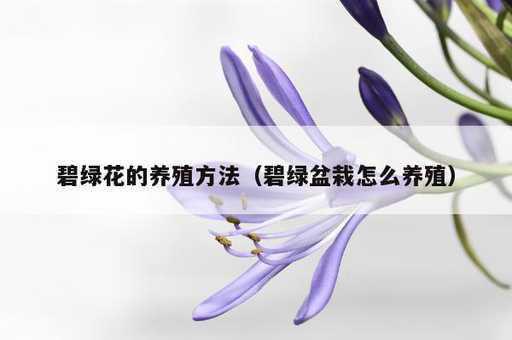 碧绿花的养殖方法？碧绿盆栽怎么养殖