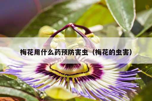 梅花用什么药预防害虫？梅花的虫害_https://www.86362.com_资讯_第1张