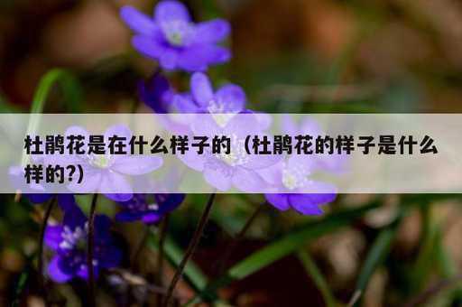 杜鹃花是在什么样子的？杜鹃花的样子是什么样的?