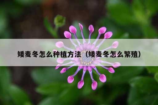 矮麦冬怎么种植方法？矮麦冬怎么繁殖