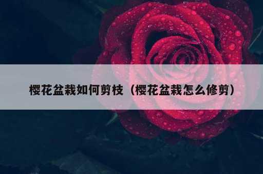 樱花盆栽如何剪枝？樱花盆栽怎么修剪