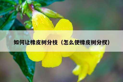 如何让橡皮树分枝？怎么使橡皮树分杈_https://www.86362.com_资讯_第1张