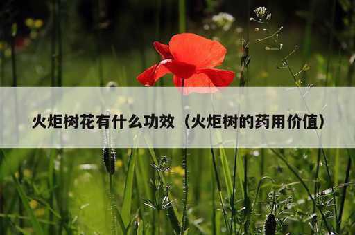 火炬树花有什么功效？火炬树的药用价值_https://www.86362.com_资讯_第1张