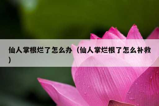 仙人掌根烂了怎么办？仙人掌烂根了怎么补救_https://www.86362.com_资讯_第1张