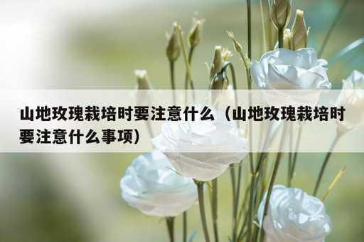 山地玫瑰栽培时要注意什么？山地玫瑰栽培时要注意什么事项