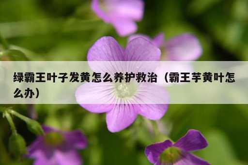 绿霸王叶子发黄怎么养护救治？霸王芋黄叶怎么办