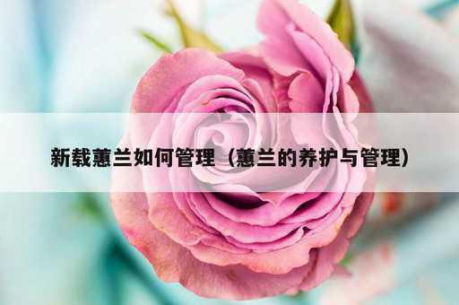 新载蕙兰如何管理？蕙兰的养护与管理_https://www.86362.com_资讯_第1张