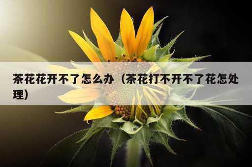 茶花花开不了怎么办？茶花打不开不了花怎处理