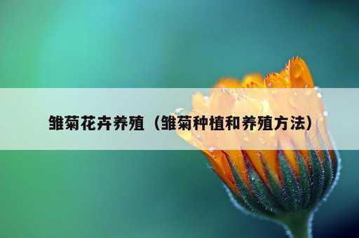 雏菊花卉养殖？雏菊种植和养殖方法_https://www.86362.com_资讯_第1张