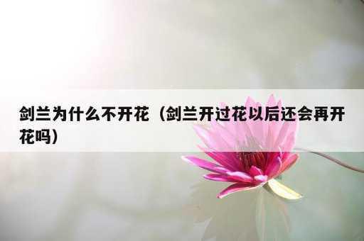 剑兰为什么不开花？剑兰开过花以后还会再开花吗