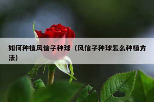 如何种植风信子种球？风信子种球怎么种植方法_https://www.86362.com_资讯_第1张