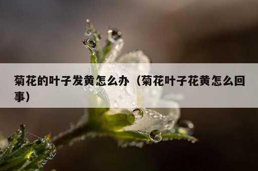 菊花的叶子发黄怎么办？菊花叶子花黄怎么回事_https://www.86362.com_资讯_第1张