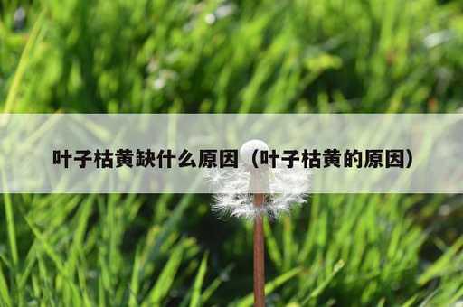 叶子枯黄缺什么原因？叶子枯黄的原因_https://www.86362.com_资讯_第1张