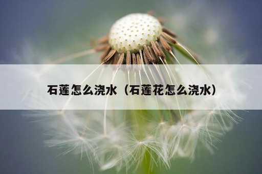 石莲怎么浇水？石莲花怎么浇水