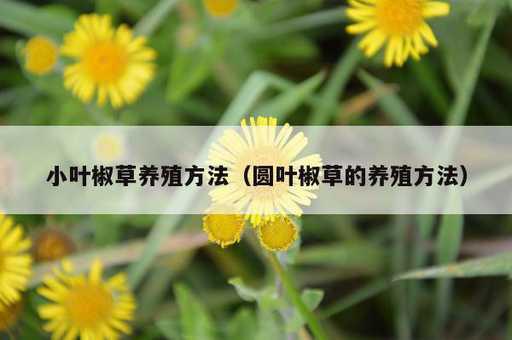 小叶椒草养殖方法？圆叶椒草的养殖方法_https://www.86362.com_资讯_第1张