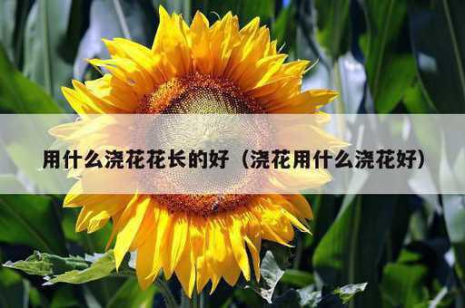 用什么浇花花长的好？浇花用什么浇花好_https://www.86362.com_资讯_第1张