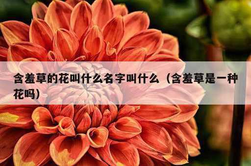 含羞草的花叫什么名字叫什么？含羞草是一种花吗_https://www.86362.com_资讯_第1张