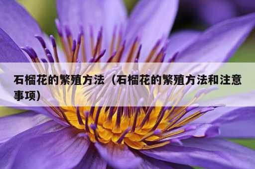 石榴花的繁殖方法？石榴花的繁殖方法和注意事项