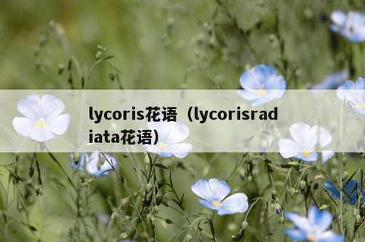 lycoris花语？lycorisradiata花语