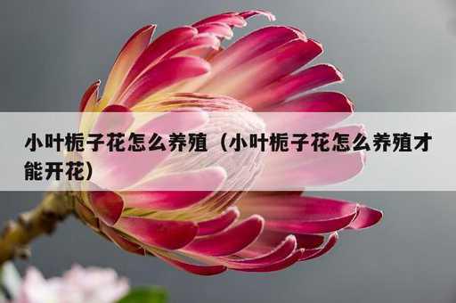 小叶栀子花怎么养殖？小叶栀子花怎么养殖才能开花