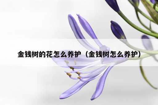 金钱树的花怎么养护？金钱树怎么养护