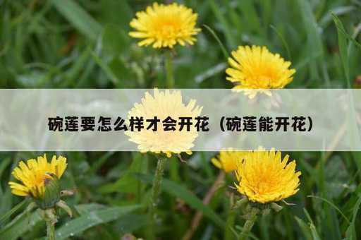 碗莲要怎么样才会开花？碗莲能开花_https://www.86362.com_资讯_第1张