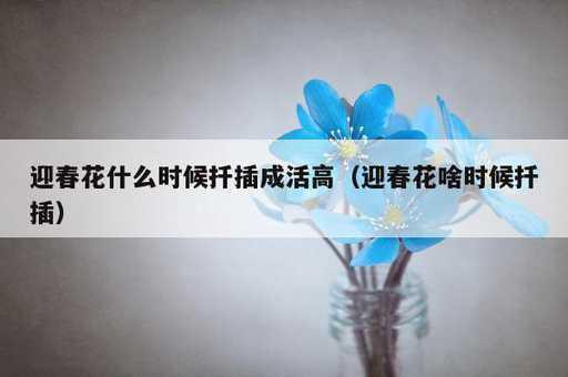 迎春花什么时候扦插成活高？迎春花啥时候扦插