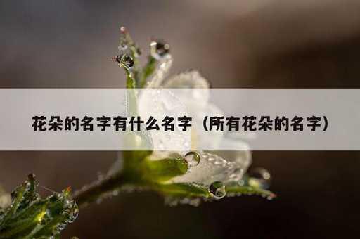 花朵的名字有什么名字？所有花朵的名字