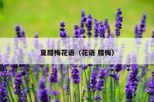 夏腊梅花语？花语 腊梅_https://www.86362.com_资讯_第1张