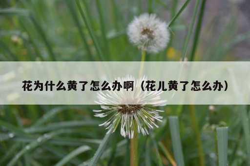 花为什么黄了怎么办啊？花儿黄了怎么办_https://www.86362.com_资讯_第1张