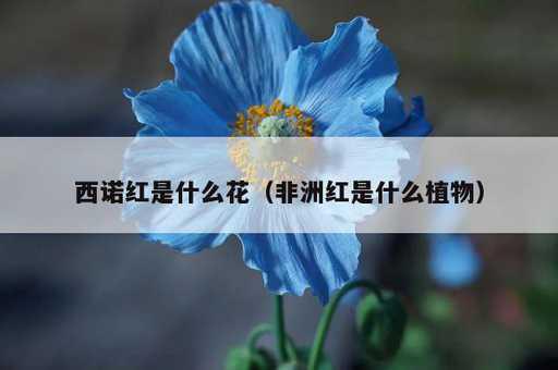 西诺红是什么花？非洲红是什么植物_https://www.86362.com_资讯_第1张