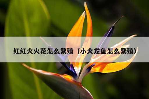 红红火火花怎么繁殖？小火龙鱼怎么繁殖_https://www.86362.com_资讯_第1张