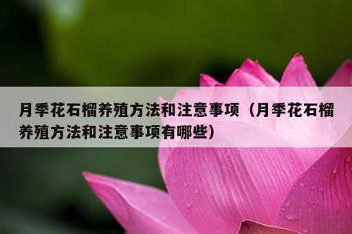 月季花石榴养殖方法和注意事项？月季花石榴养殖方法和注意事项有哪些