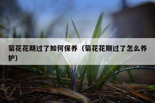 菊花花期过了如何保养？菊花花期过了怎么养护