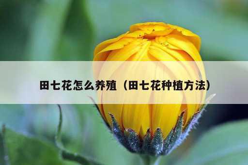 田七花怎么养殖？田七花种植方法_https://www.86362.com_资讯_第1张