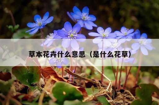 草本花卉什么意思？是什么花草_https://www.86362.com_资讯_第1张